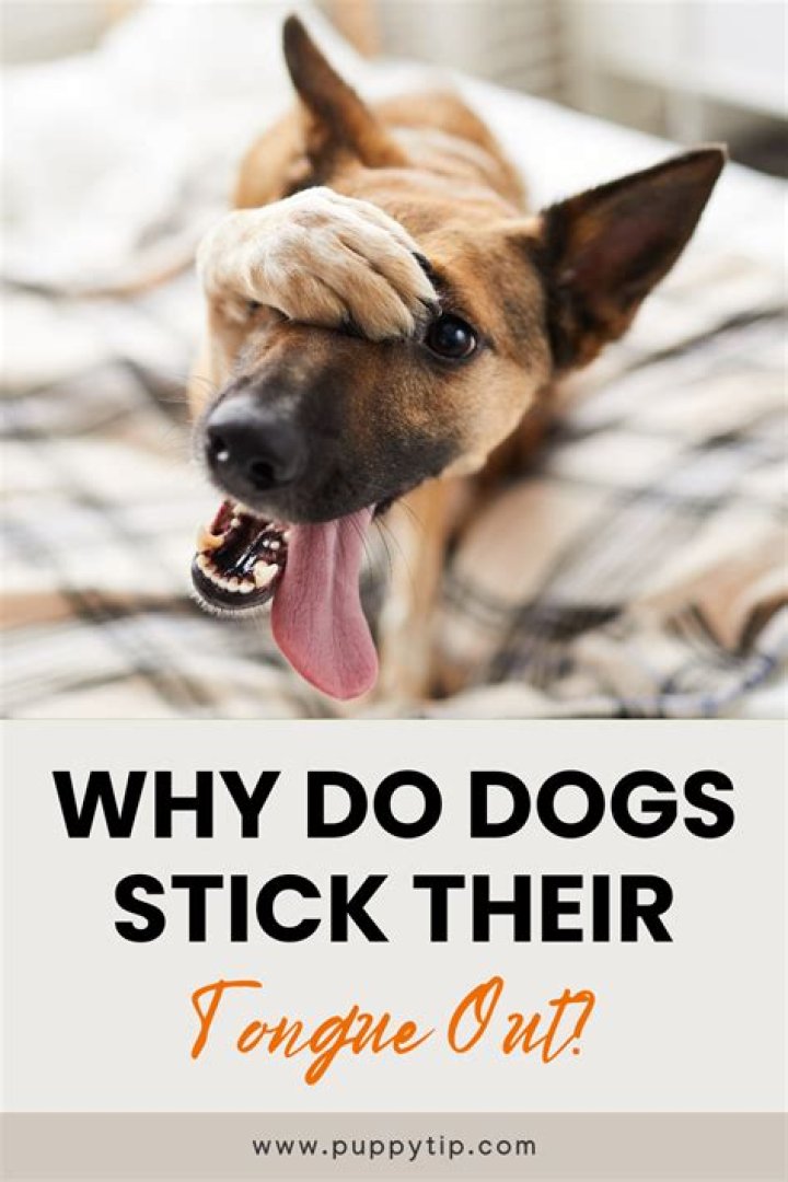 Why do dogs stick their tongue out when you scratch their back?