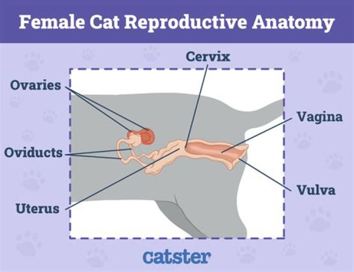 Why do female cats lick their private areas?