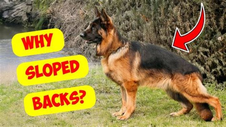 Why do German Shepherds talk?