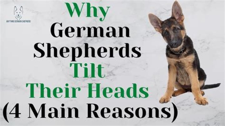 Why do German Shepherds tilt their heads?