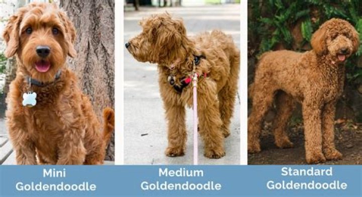 Why do Goldendoodles stink?