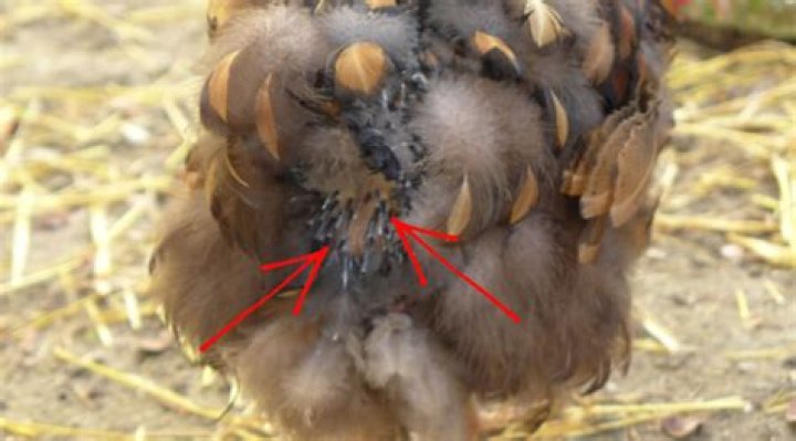 Why do hens eat their own feathers?