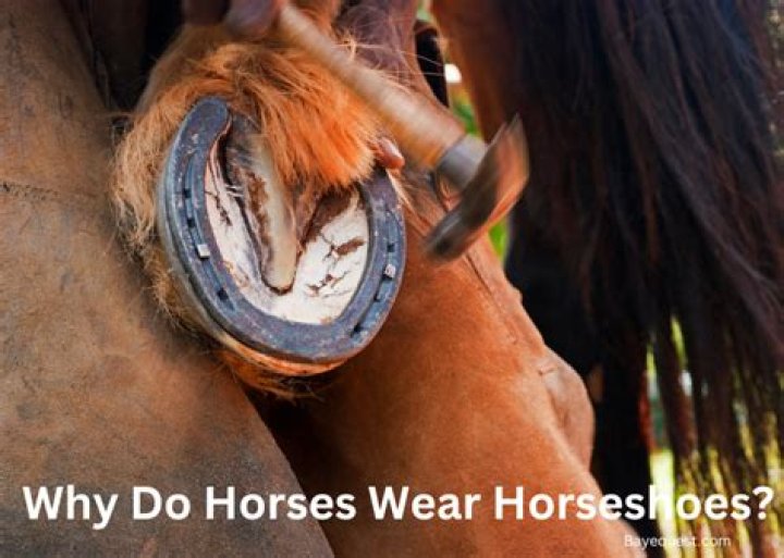 Why do horses bare their teeth at you?