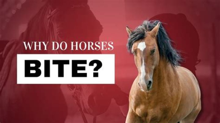 Why do horses bite you?