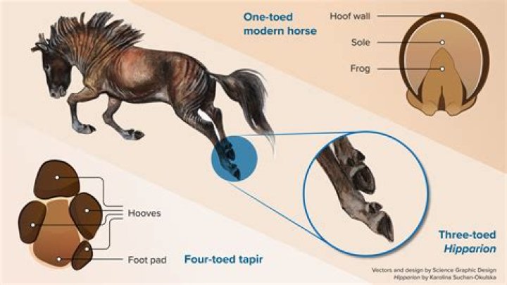 Why do horses twitch their skin?