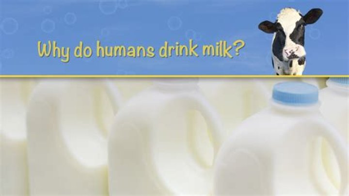 Why do humans drink cow milk?