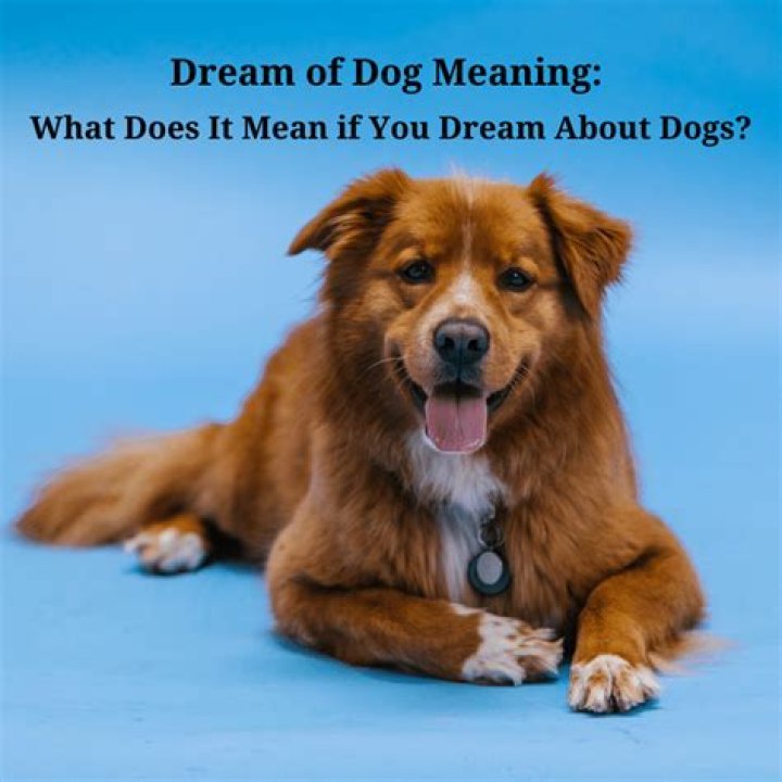 Why do I keep dreaming about my dog?