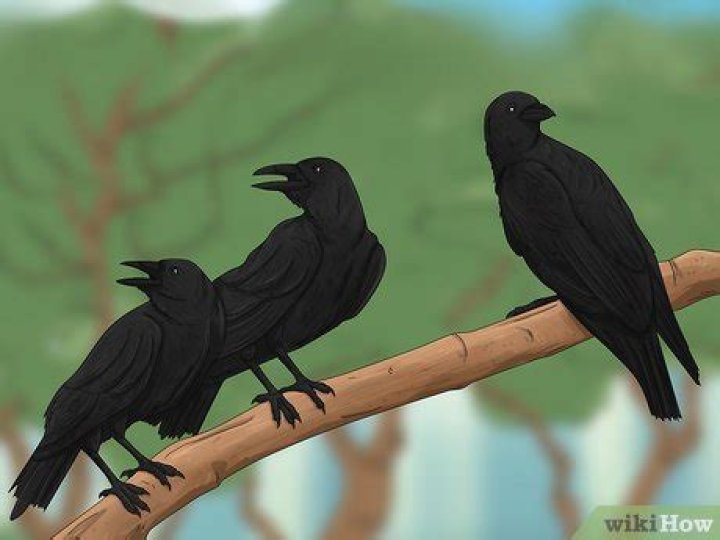 Why do I keep seeing 2 birds flying?