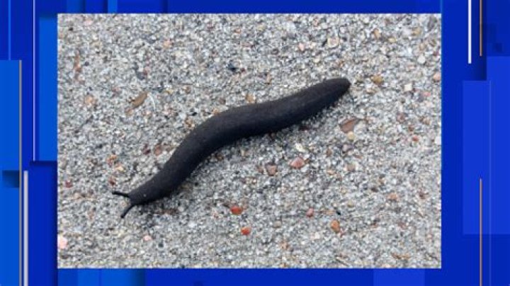 Why do I see black worms in my eyes?