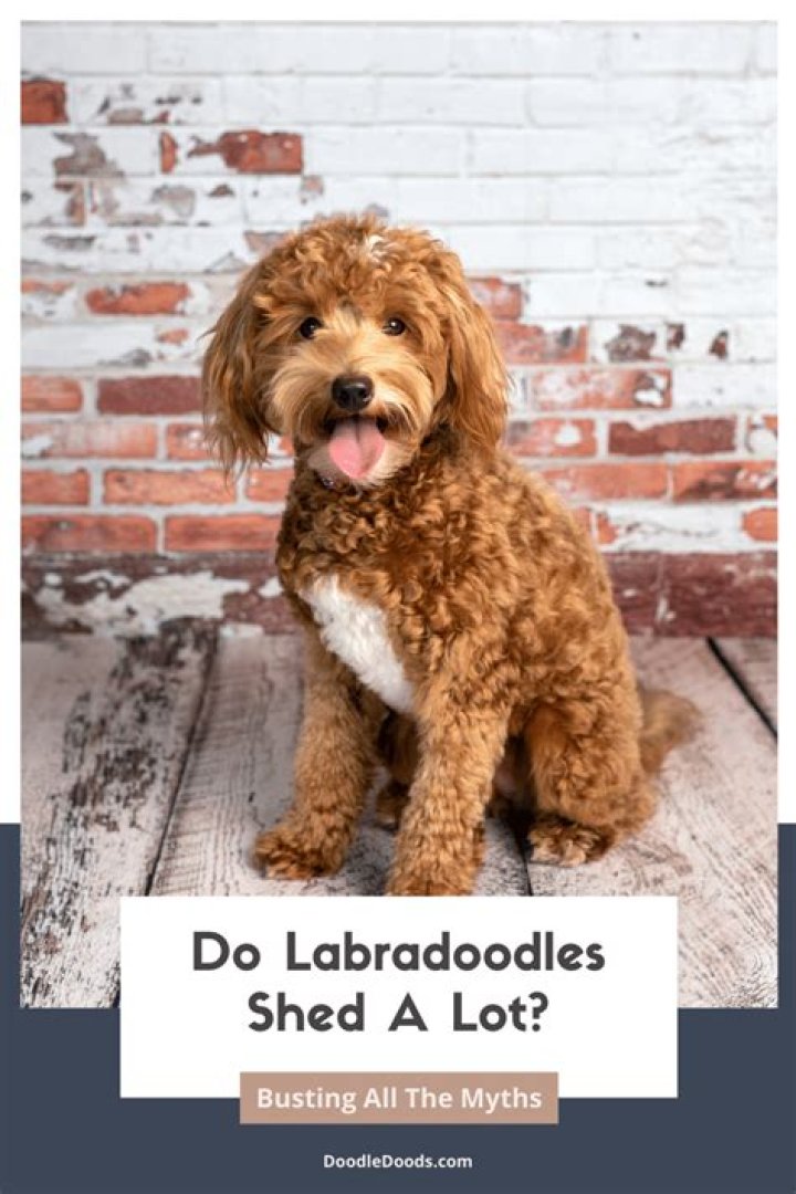 Why do Labradoodles smell?