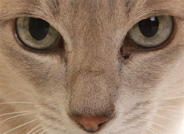 Why do my cats eyes shake?