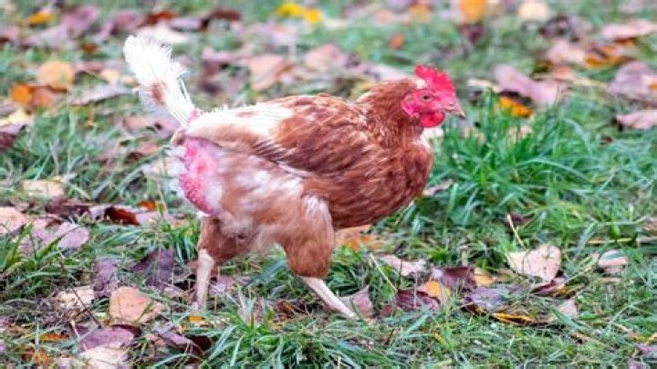 Why do my chickens run up to me?