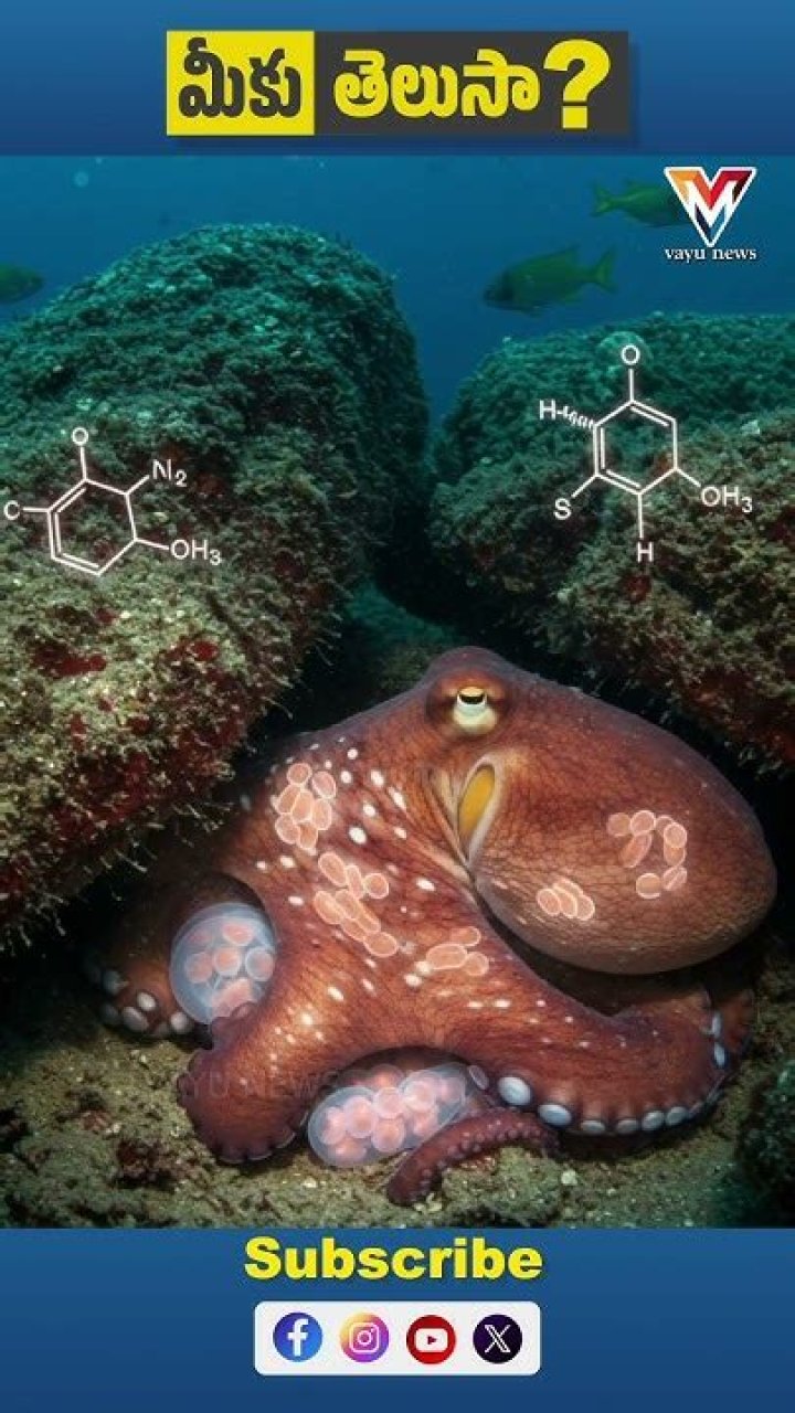 Why do octopuses eat themselves?