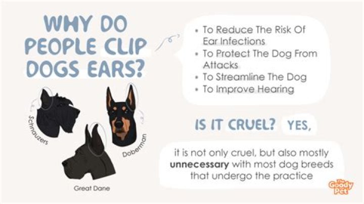 Why do people clip Pitbull ears?