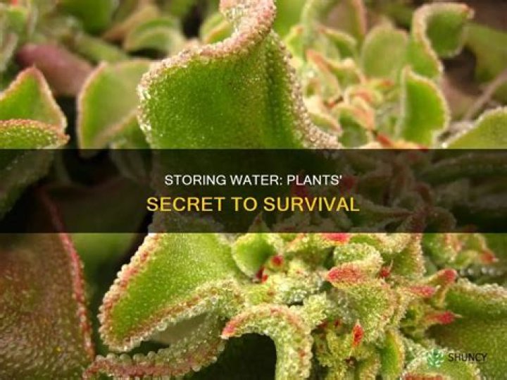 Why do plants store water?