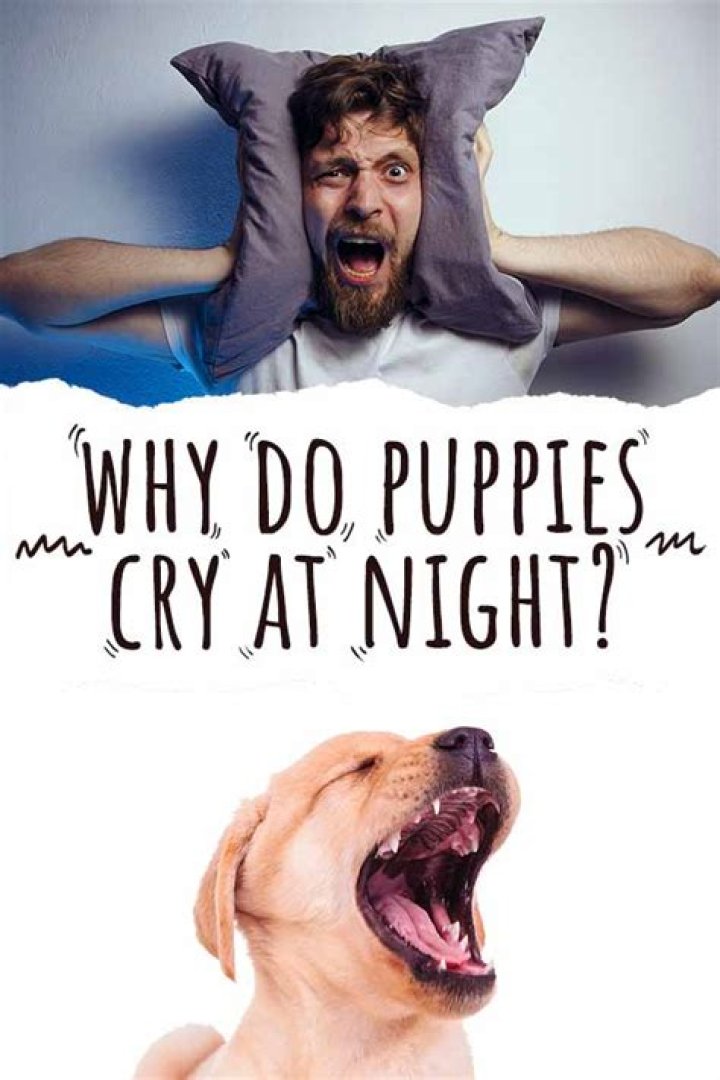 Why do puppies cry at night?