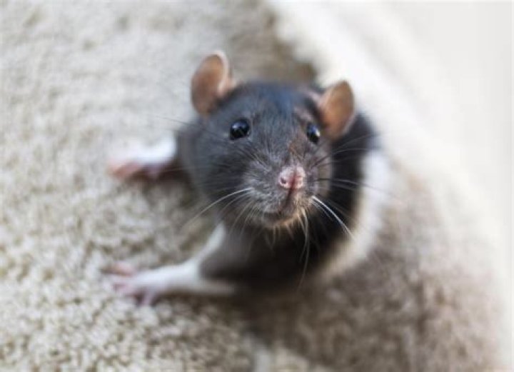 Why do rats boggle their eyes?