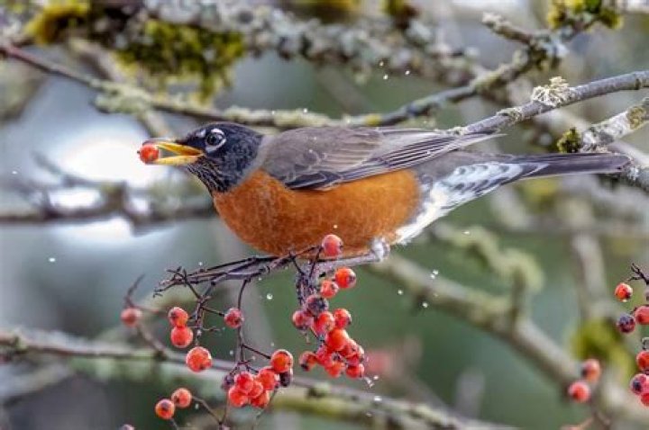 Why do robins eat their babies poop?