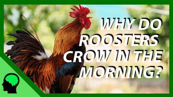Why do roosters crow at 3am?