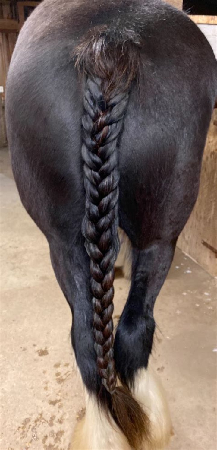 Why do Ropers braid their horses tails?