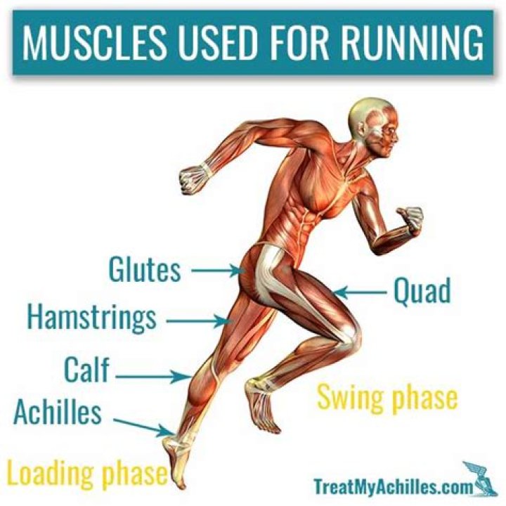 Why do runners have no muscle?