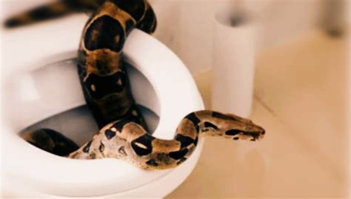 Why do snakes enter the toilet?