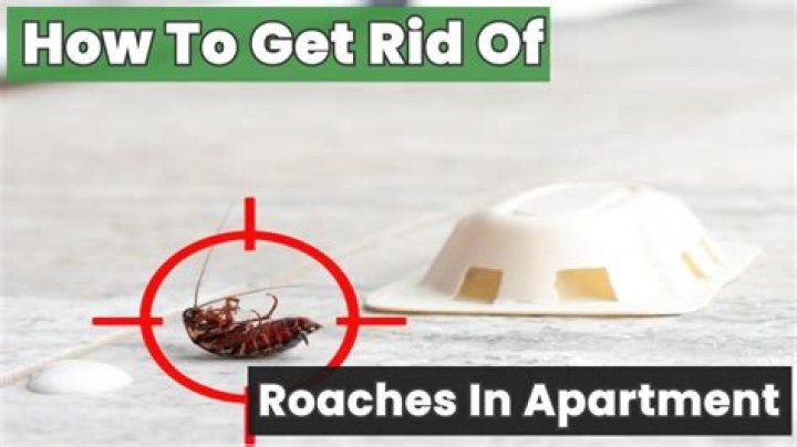 Why do so many apartments have roaches?