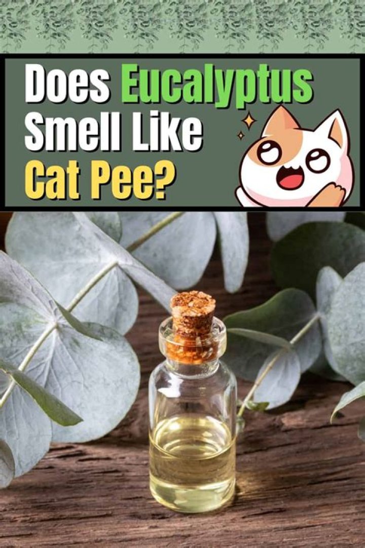 Why do some perfumes smell like cat pee?