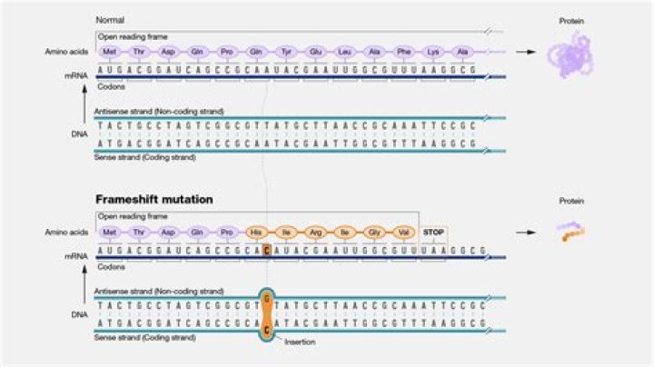 Why does a frameshift have a greater effect on protein structure?