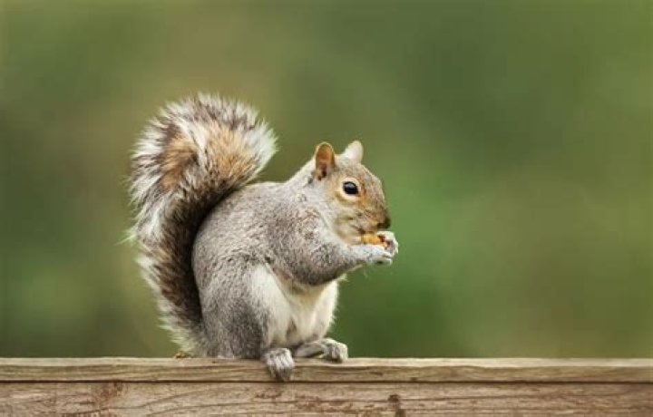 Why does a squirrel have half a tail?