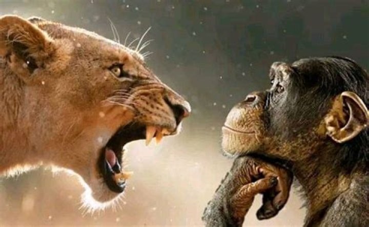 Why does Coulter's monkey not talk?