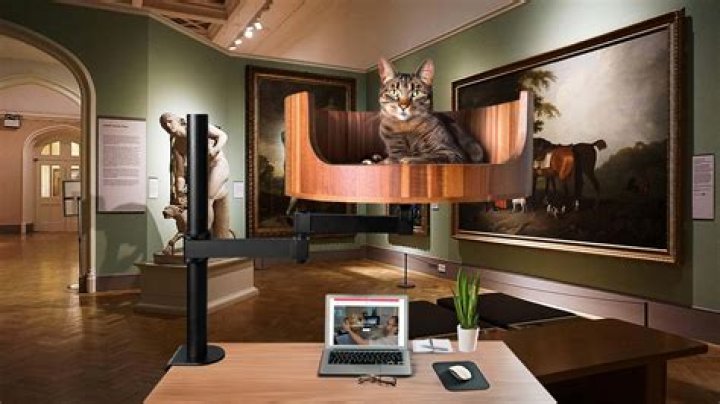 Why does my cat go crazy at 3am?