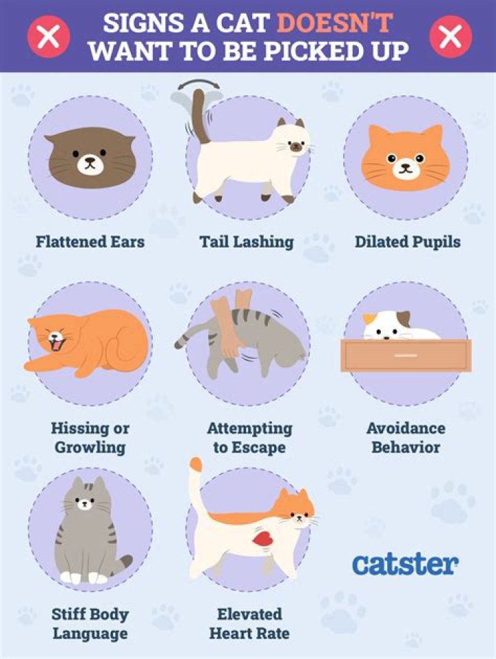 Why does my cat like rose quartz?