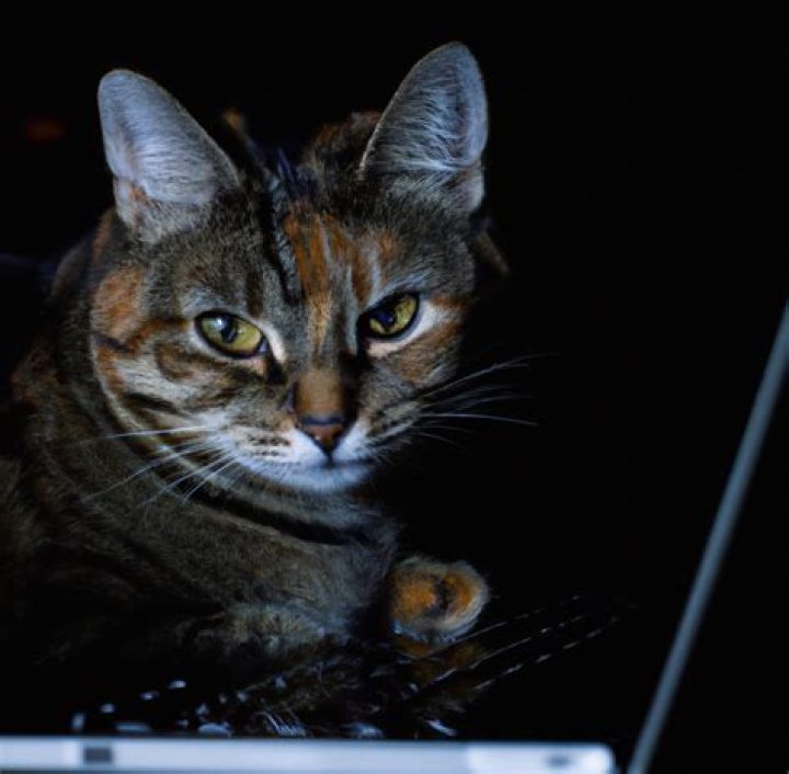 Why does my cat play dead?