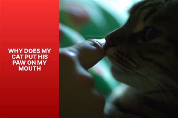 Why does my cat put his paw on my arm?