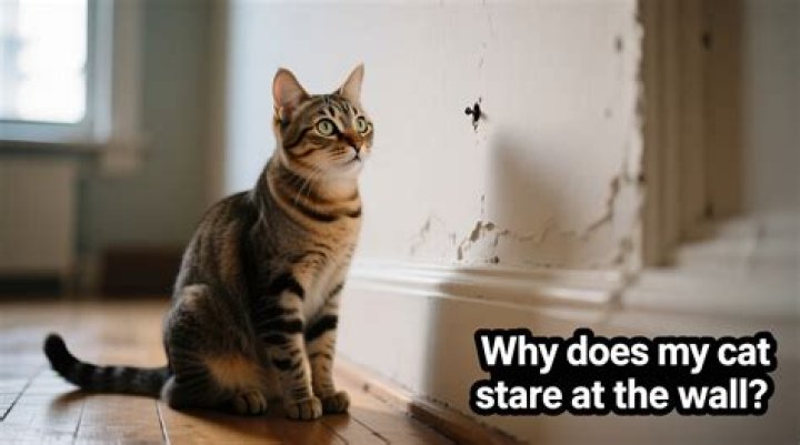 Why does my cat stare at the wall?