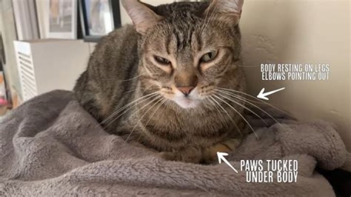 Why does my cat turn psycho?