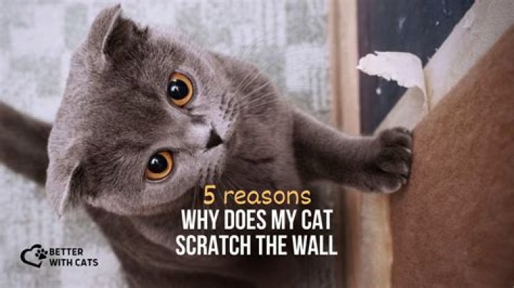 Why does my cat wretch?
