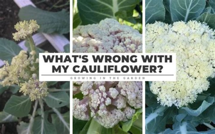 Why does my cauliflower smell like fart?
