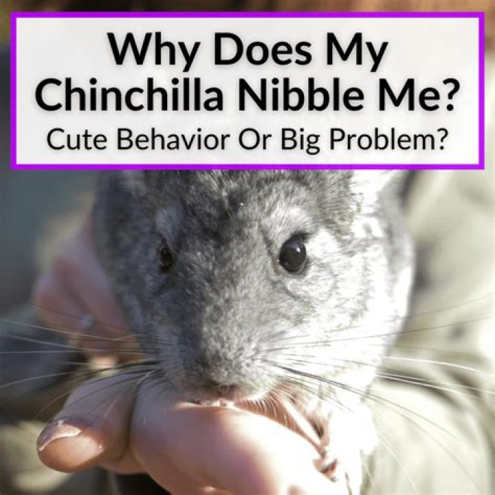 Why does my chinchilla nibble me?