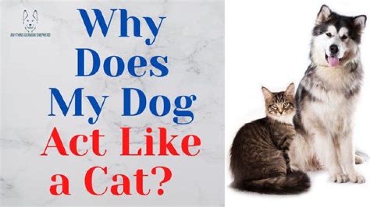 Why does my daughter act like a cat?