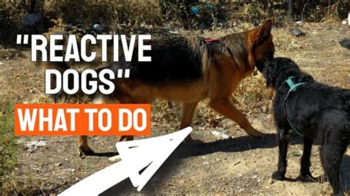 Why does my dog go crazy when he sees other dogs?