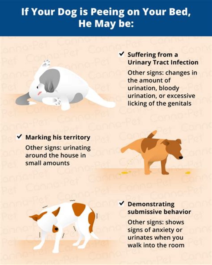 Why does my dog keep smelling my newborn?