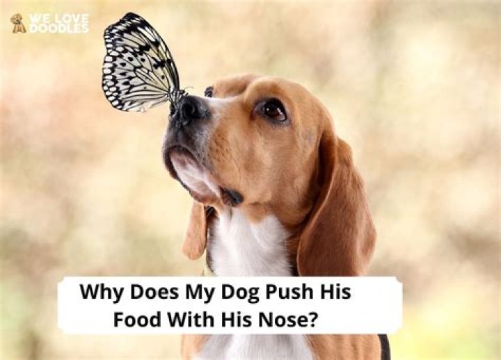 Why does my dog push against me with his paws?