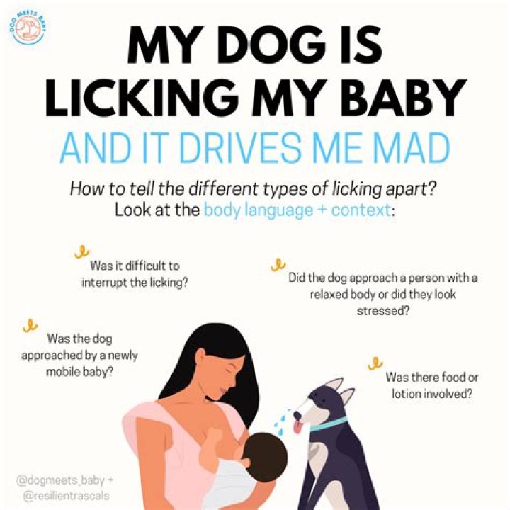Why does my dog sit on my baby bump?