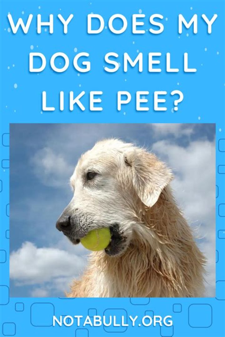 Why does my dog smell like pee?