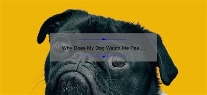 Why does my dog watch me pee?