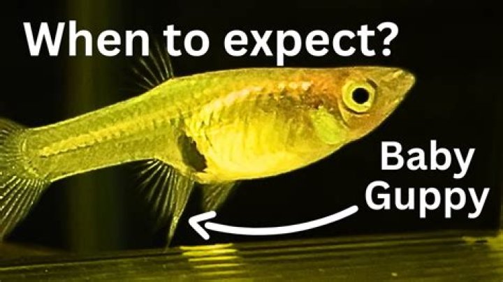 Why does my guppy have a big belly?