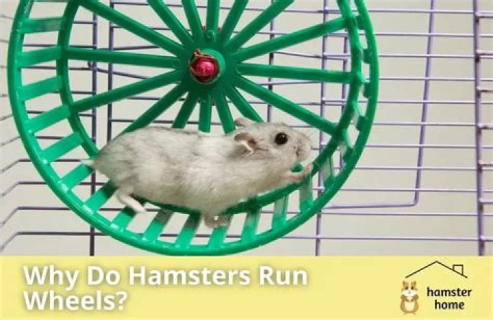 Why does my hamster run on his wheel so much?