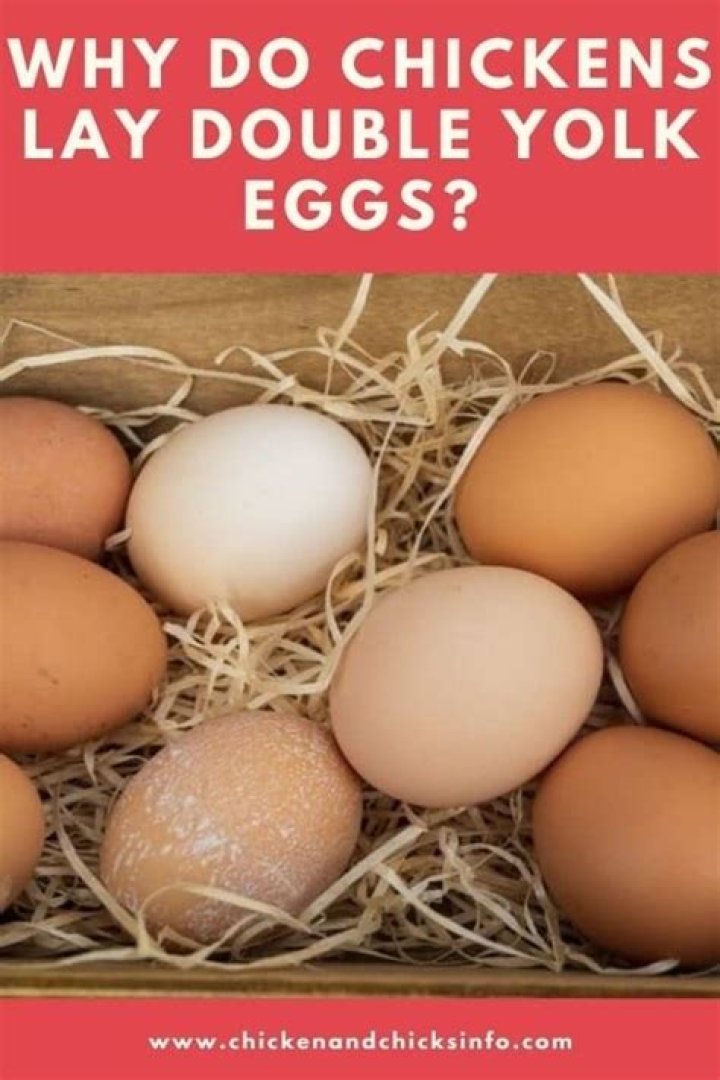 Why does my hen lay double yolk eggs?